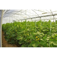 گلخانه (قسمت اول)